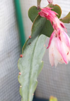 Knospen am Blattkaktus