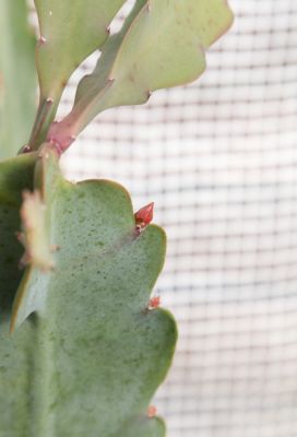 Knospen am Blattkaktus