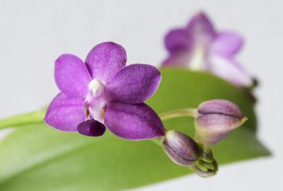 Phalaenopsis Purple Martin
