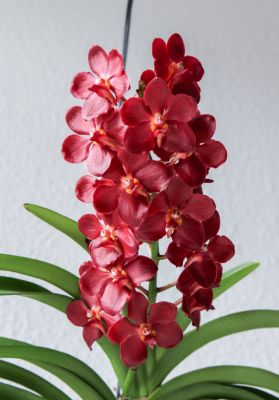Vanda Wild Cherry