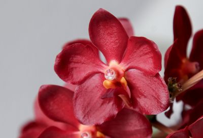 Vanda Wild Cherry