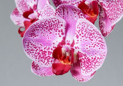 Phalaenopsis Taiwan Hybride
