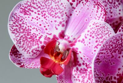 Phalaenopsis Taiwan Hybride