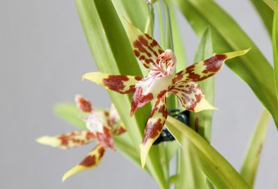 Odontoglossum cristatellum