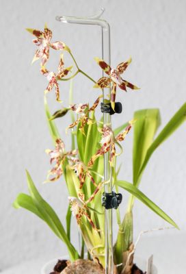 Odontoglossum cristatellum