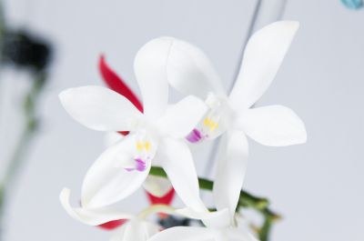 Phalaenopsis tetraspis C1