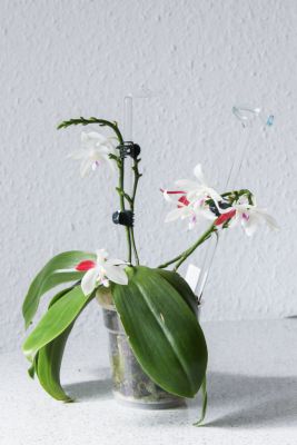 Phalaenopsis tetraspis C1