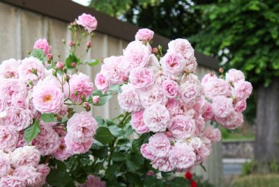 Rosenblüten im Juni