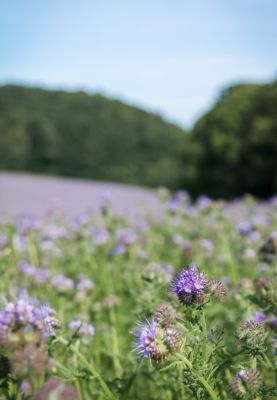 Phacelia