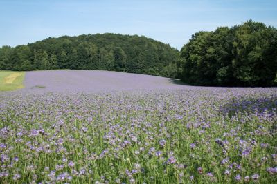 Phacelia im Juni