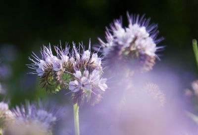 Phacelia