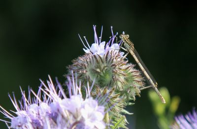 Libelle an Phacelia