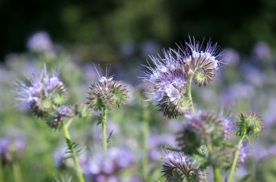 Phacelia