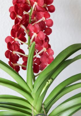 Vanda Wild Cherry