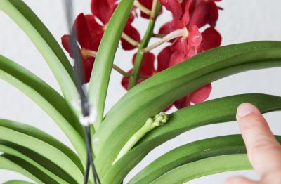 Vanda Wild Cherry mit Knospen