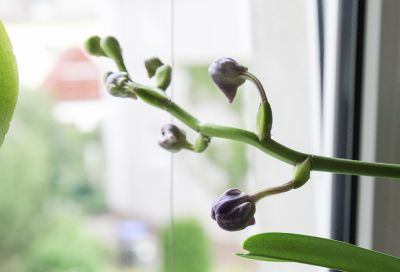 Vanda Sansai Blue Blütentrieb