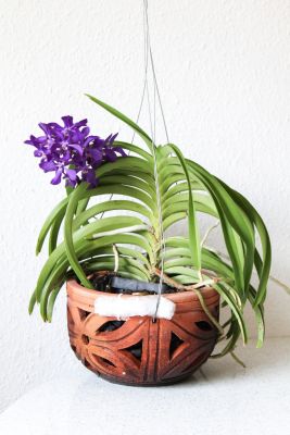 Vanda im Tontopf