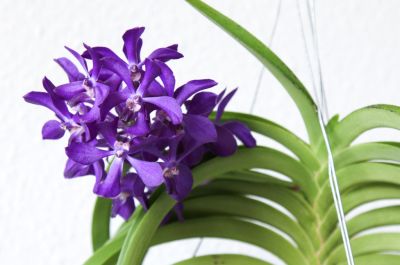 Vanda Thai Sky in Blüte 2015