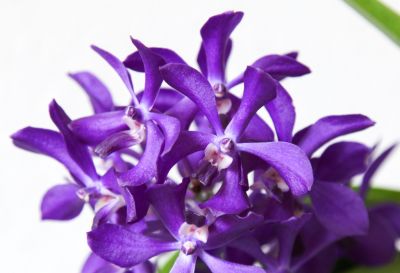 Vanda Thai Sky
