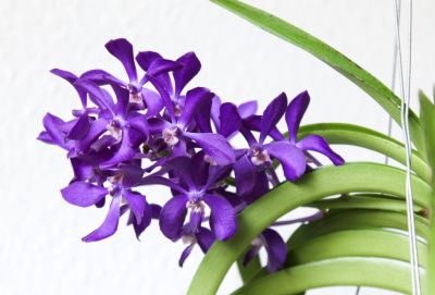 Vanda Thai Sky