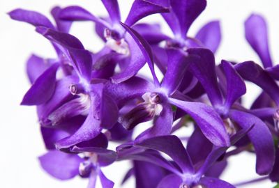 Vanda Thai Sky