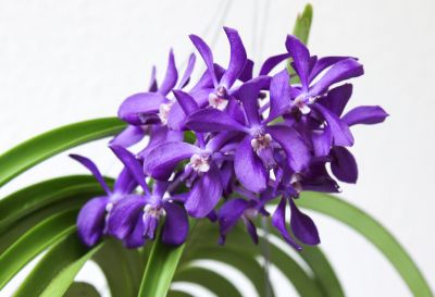 Vanda Thai Sky