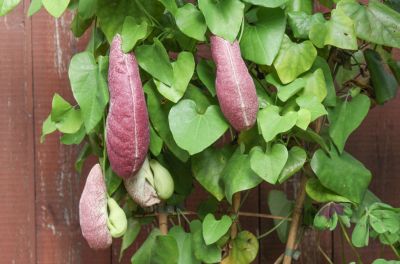 Aristolochia grandiflora mit Knospen