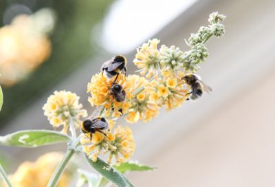 Hummeln am Schmetterlingsflieder