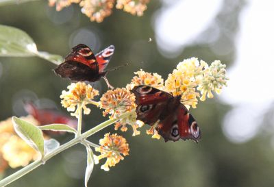 Schmetterlingsflieder