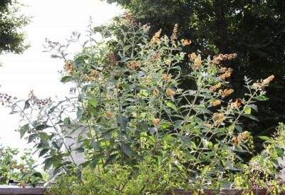 Gelber Sopmmerflieder (Buddleja weyeriana 'Sungold')