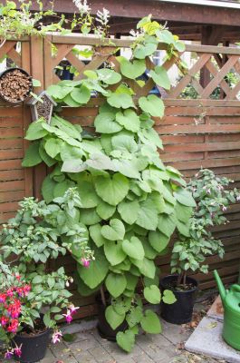 Aristolochia macrophylla