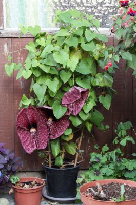 Aristolochia grandiflora