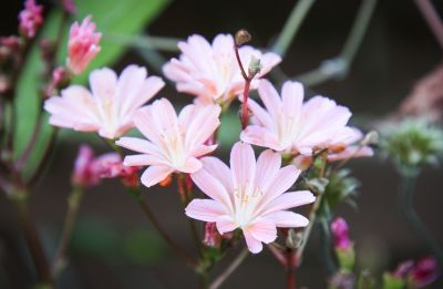 Bitterwurz (Lewisia cotyledon)