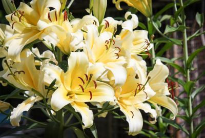 Gelbe Baumlilie (Lilium)