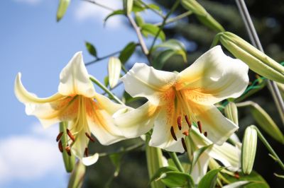 Gelbe Baumlilie (Lilium)