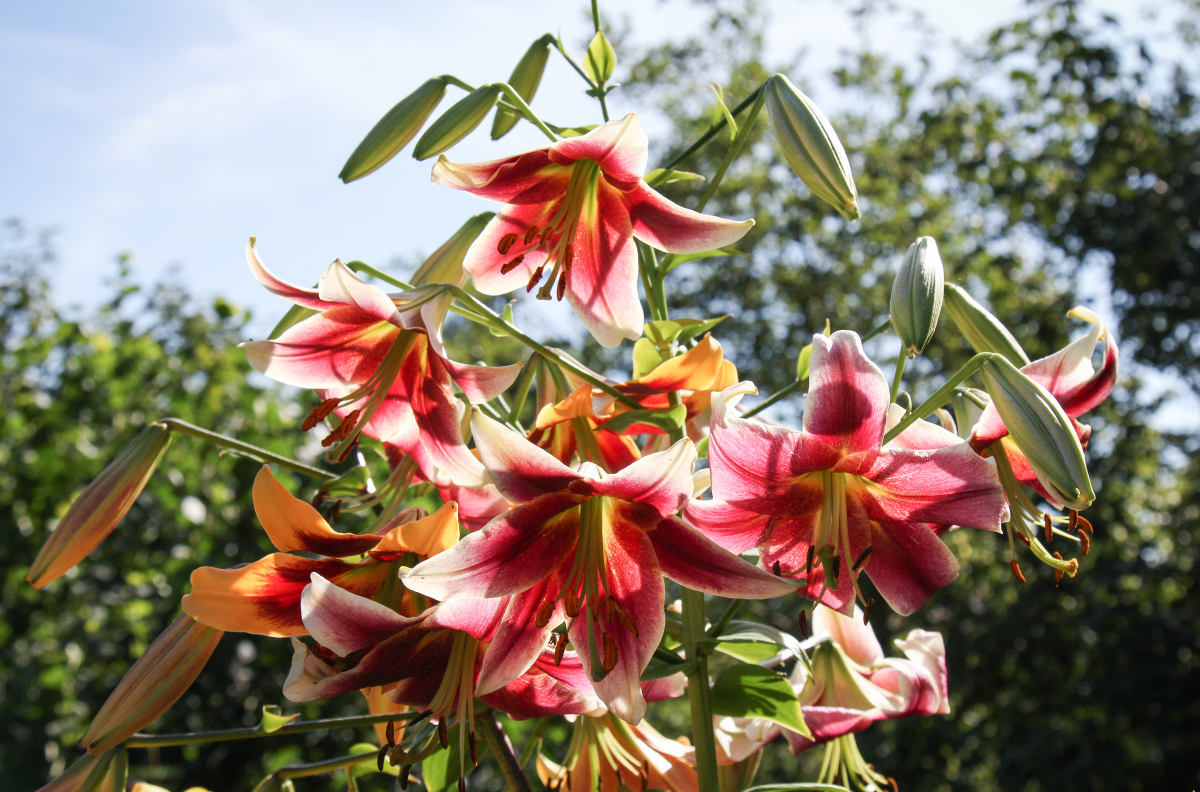 2,40 m hohe KletterBaumlilien (Lilium) im Garten » Majas