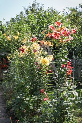Kletter-Baumlilien (Lilium)
