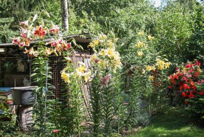 Kletter-Baumlilien im Garten