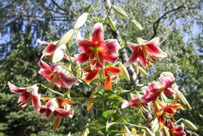 Rote Baumlilien (Lilium)