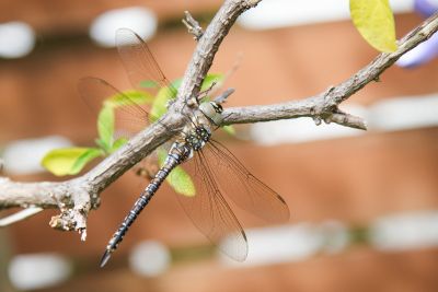 Herbst-Mosaikjungfer (Aeshna mixta)