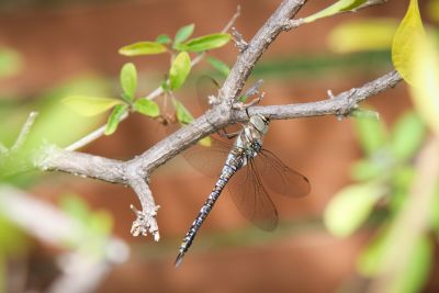 Herbst-Mosaikjungfer (Aeshna mixta)