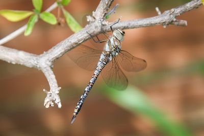 Herbst-Mosaikjungfer (Aeshna mixta)