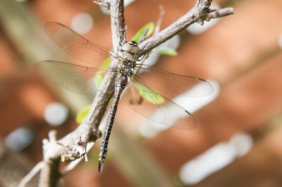 Herbst-Mosaikjungfer (Aeshna mixta)
