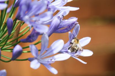 Ackerhummel (Bombus pascuorum)