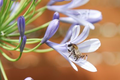 Ackerhummel (Bombus pascuorum)