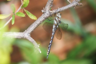 Herbst-Mosaikjungfer (Aeshna mixta)