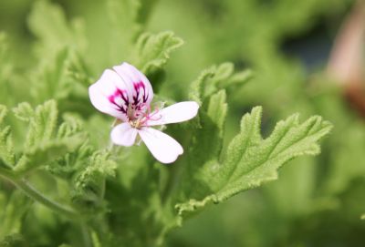 Duftpelargonie (Pelargonium)