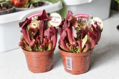 Schlauchpflanze (Sarracenia)
