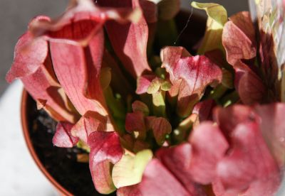 Schlauchpflanze (Sarracenia)