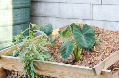Colocasia Jack’s Giant